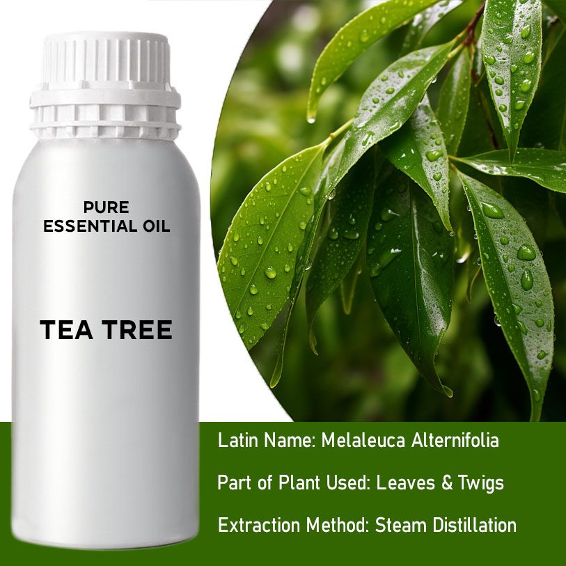 Teebaumöl 0.5Kg Melaleuca Alternifolia Aus Australien