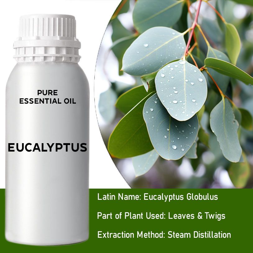 Eukalyptus 0.5Kg Ätherisches Öl Aus Eucalyptus Globulus Blätter Und Zweige
