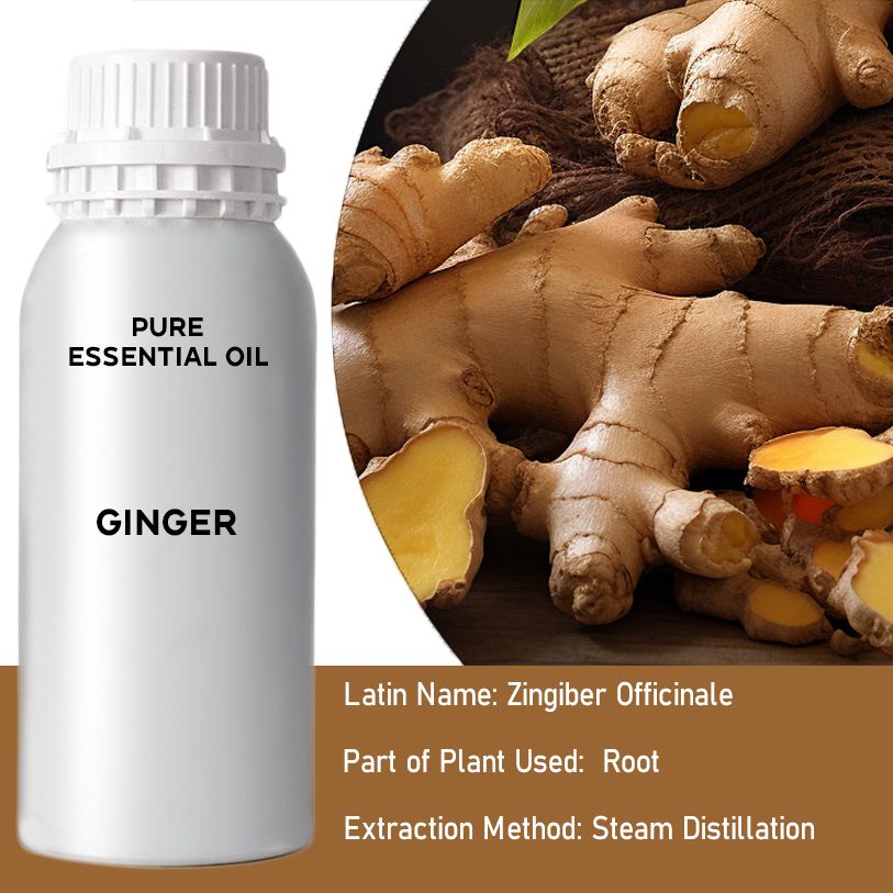 Ingwer 0.5Kg Zingiber Officinale Wurzel aus Indien