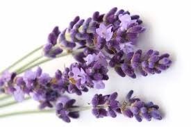 Lavendel Blau Ätherisches Öl Seifenstück 100g Ungefähr