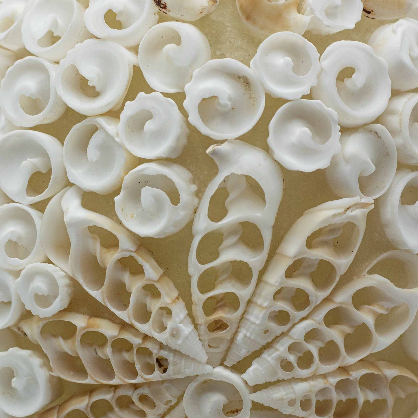 Boho Muschel Lampe - Ausgeschnittene Kunst Muschel Oval - 15cm