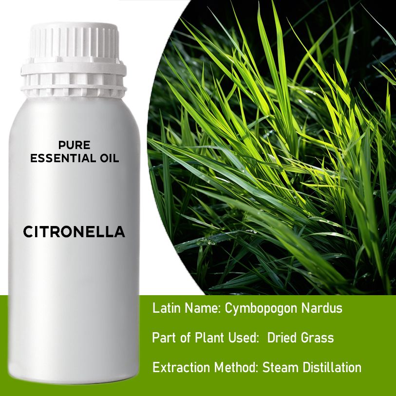 Zitronella Öl 0 5Kg Dampf-Destilliert Aus Cymbopogon Nardus Pflanzen