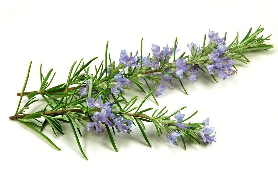 Rosmarin Rosa Ätherisches Öl Seifenstück 115g Ungefähr