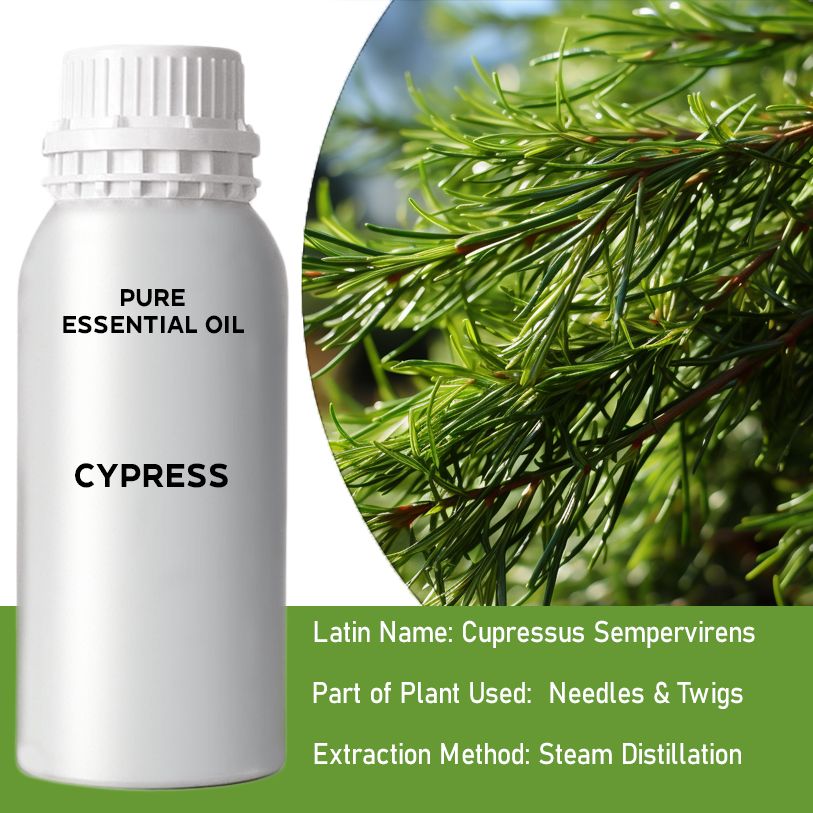 Zypressenöl 0.5Kg Aus Spanien - Cupressus Sempervirens Ätherisches Öl