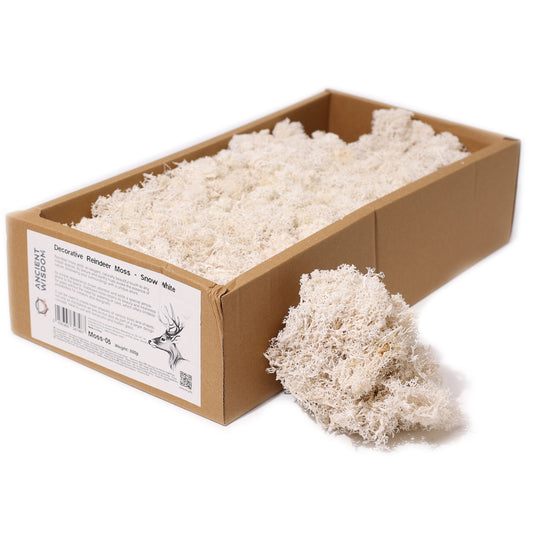 Qualitätsdekoration Rentiermoos - Schneeweiß - 635g Box