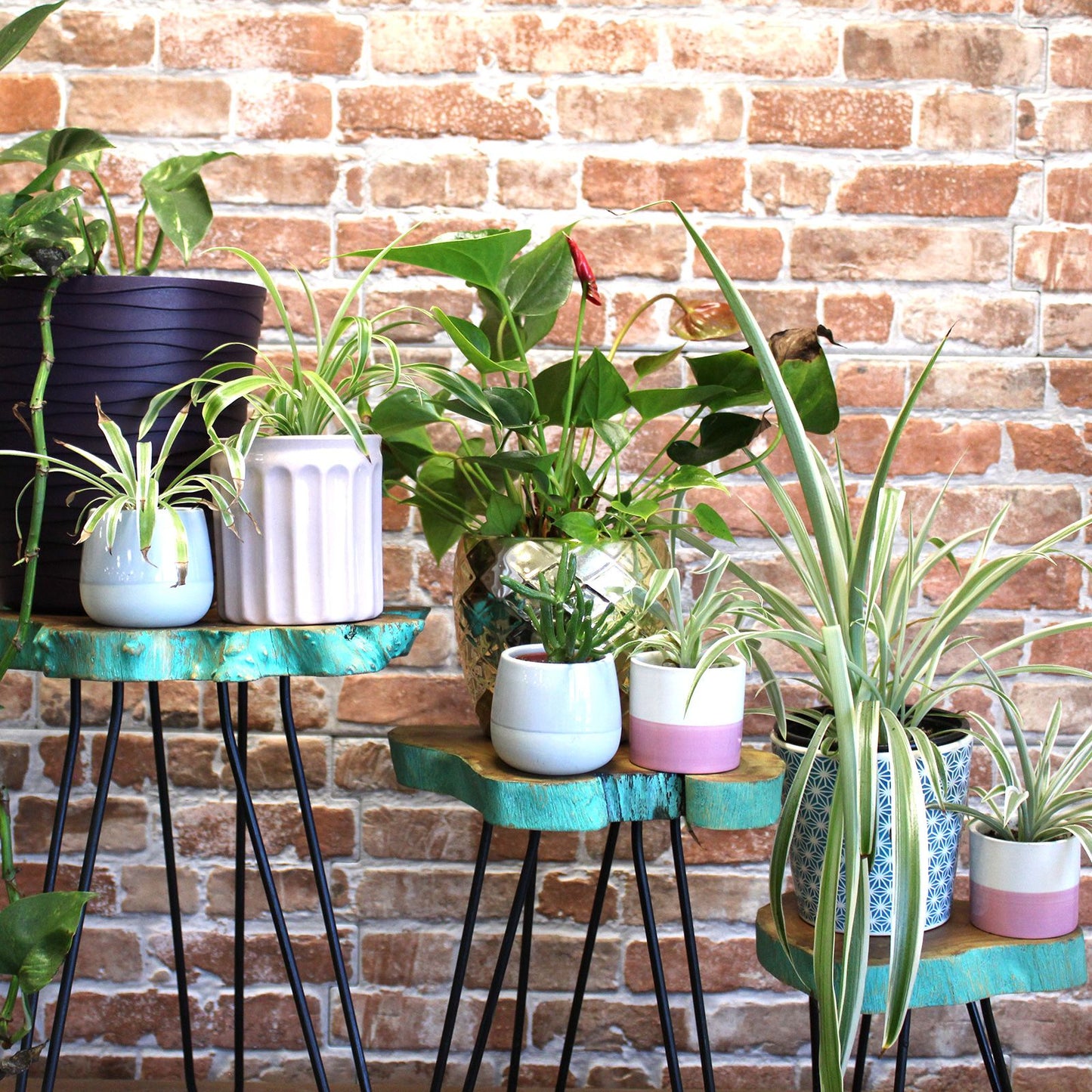 Set Mit 3 Gamell Holz Pflanzenständern - Grünwäsche
