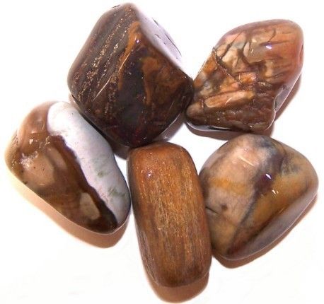 Packung Mit 24 L Tumble Stones - Versteinerte Holz L