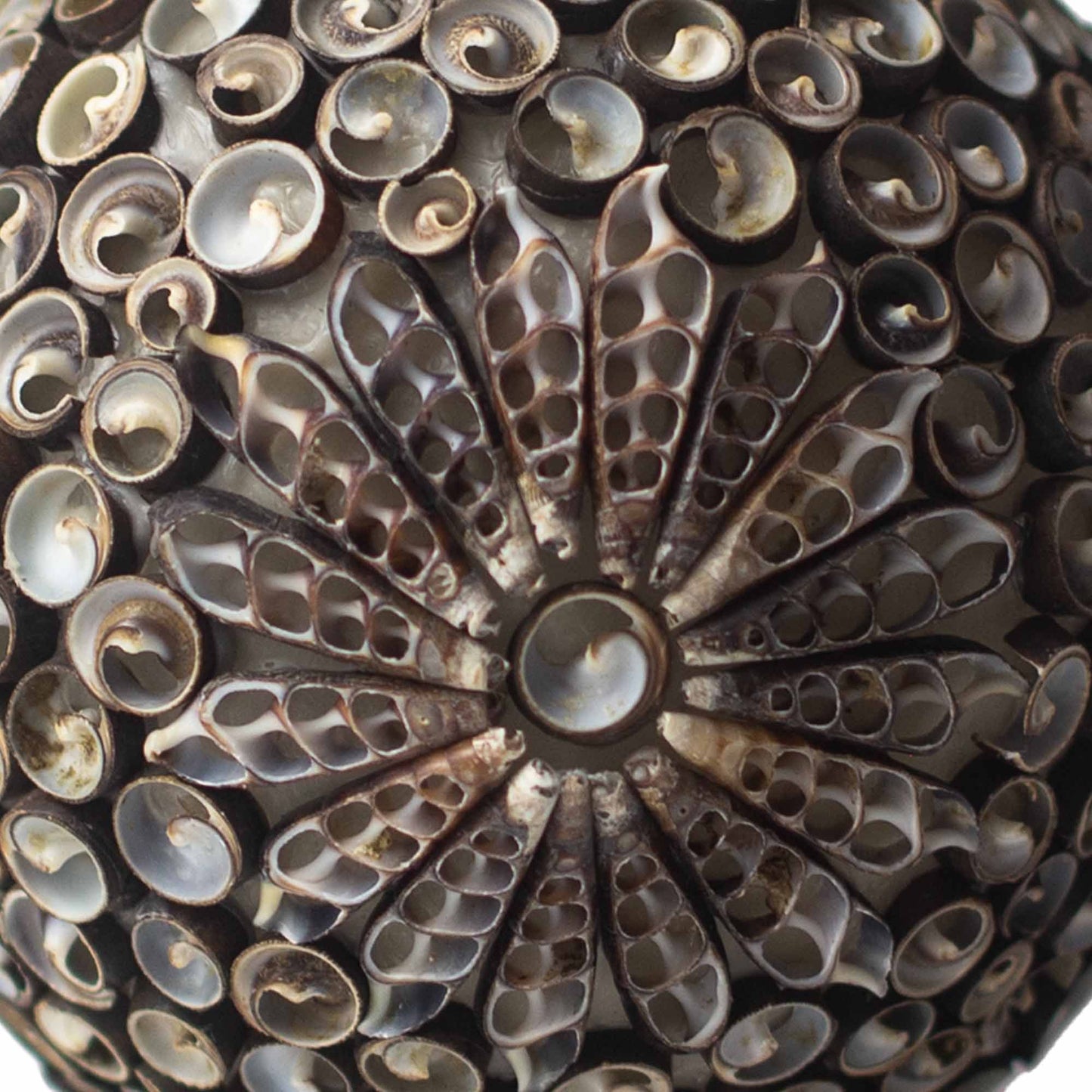 Boho Muschel Lampe - Schokoladen Drehung Oval - 15cm