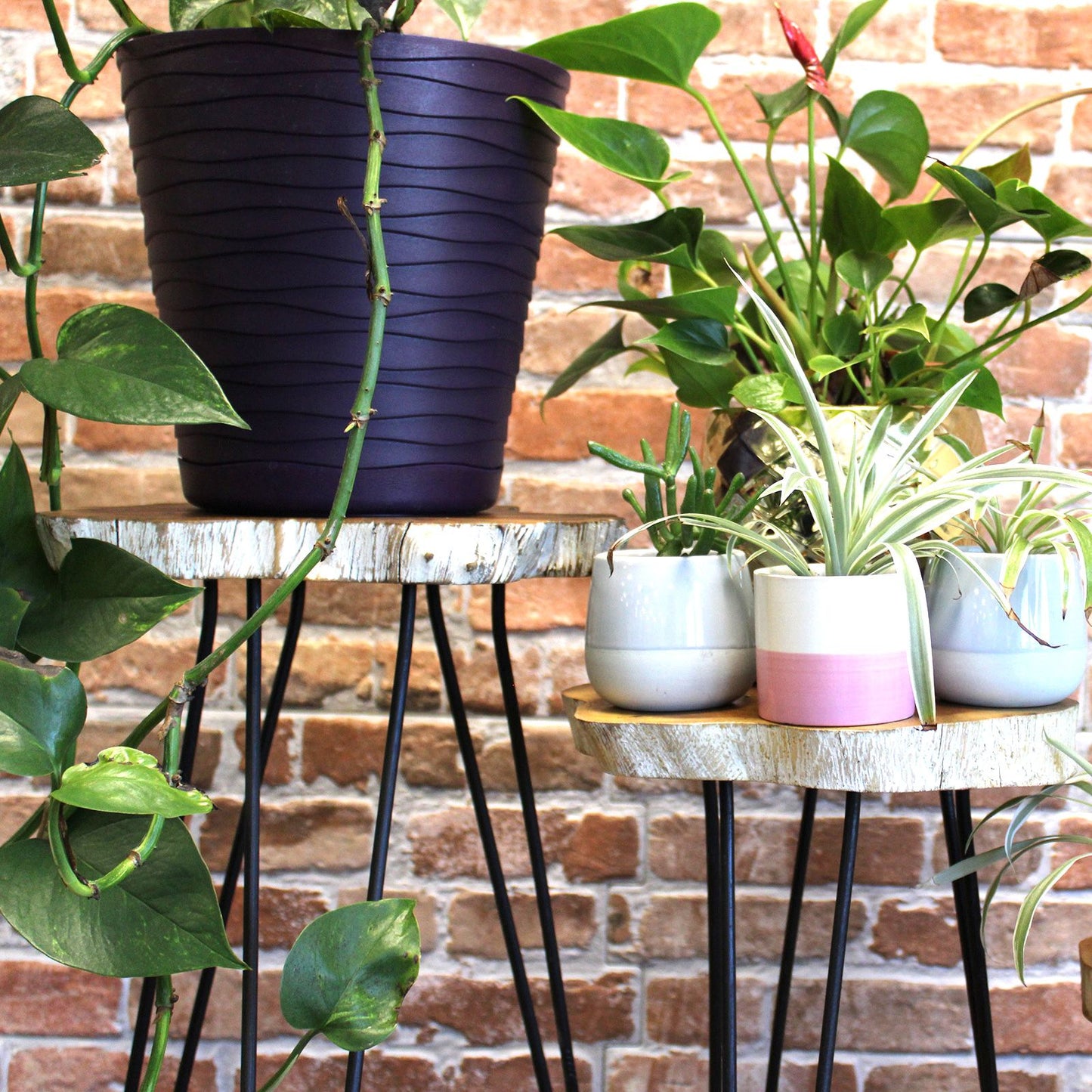 Set von 3 Gamell Holz Pflanzenständern - Weiß gewaschen