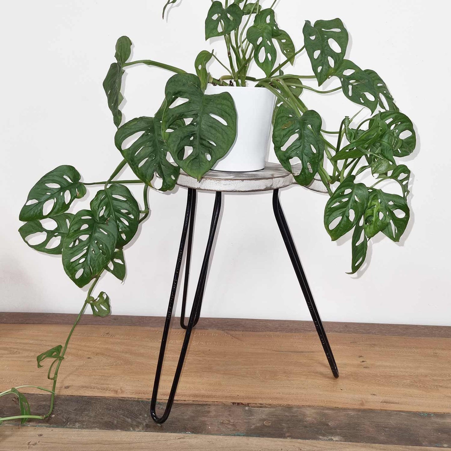 Albasia Holz Fischständer - Gewaschen Weiß