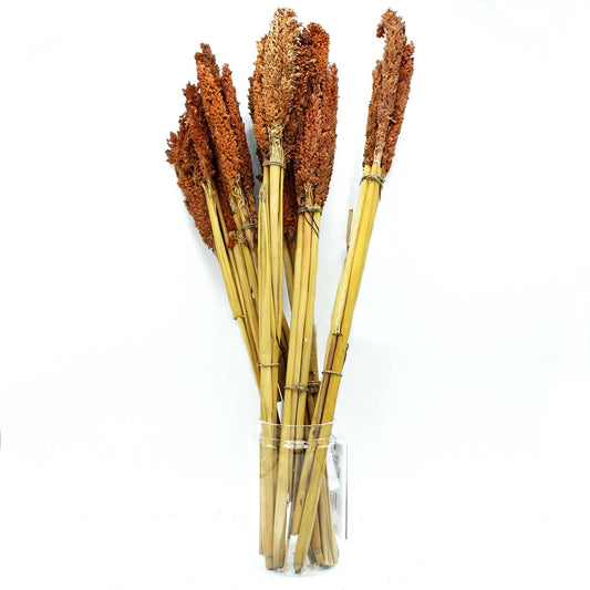 Kantalegras Strauß - Rost