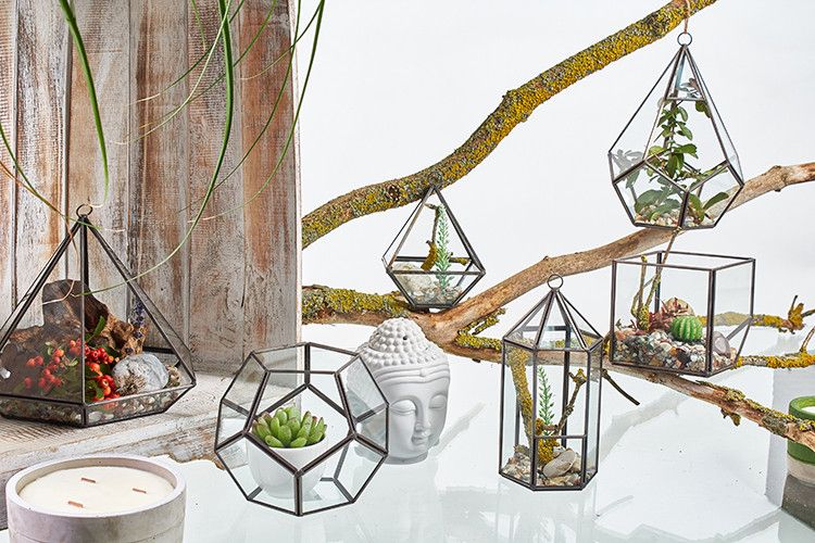 Glas Terrarium In Laternenform Für Sukkulenten Und Luftpflanzen