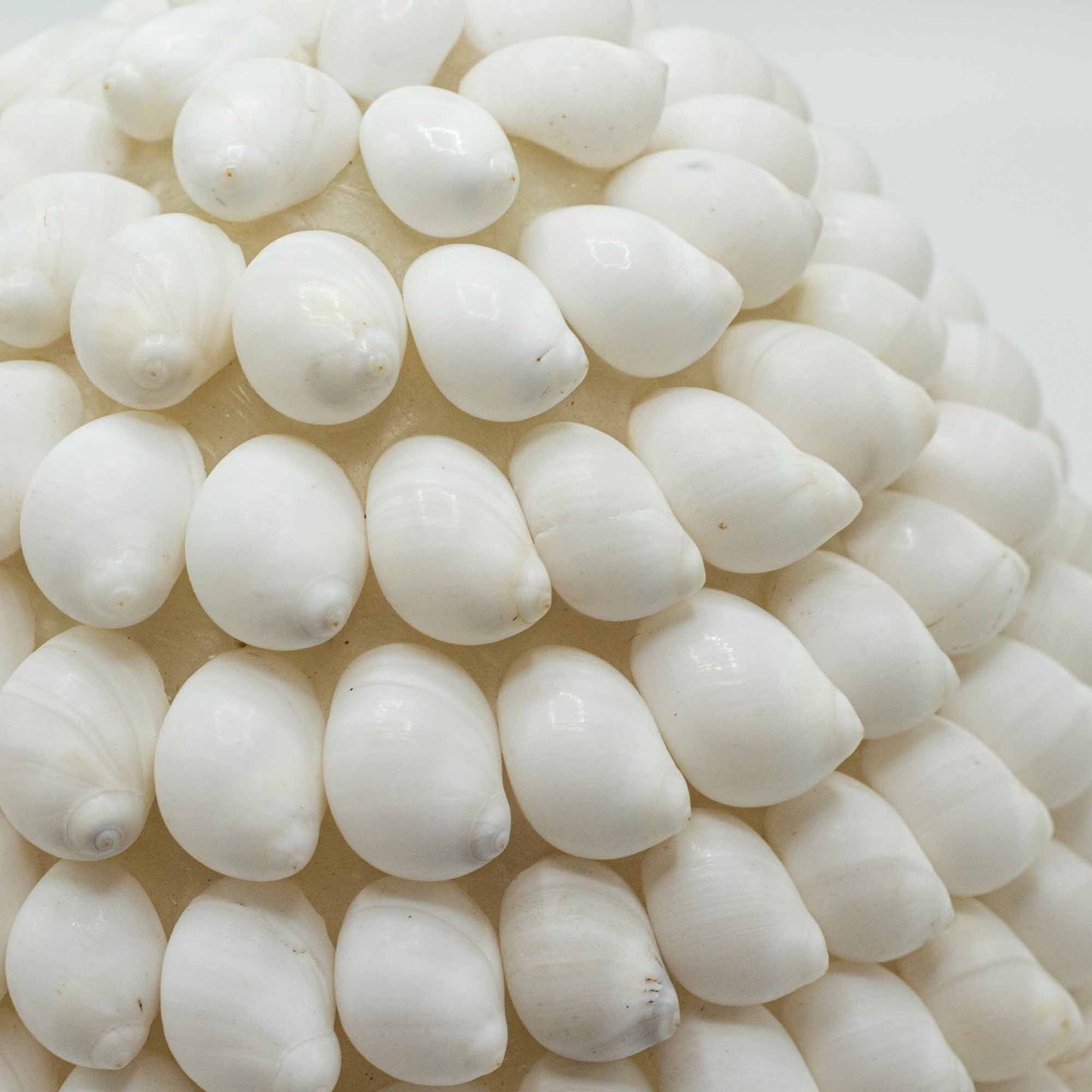 Boho Muschel Lampe - Buting Muschel Oval - 15cm